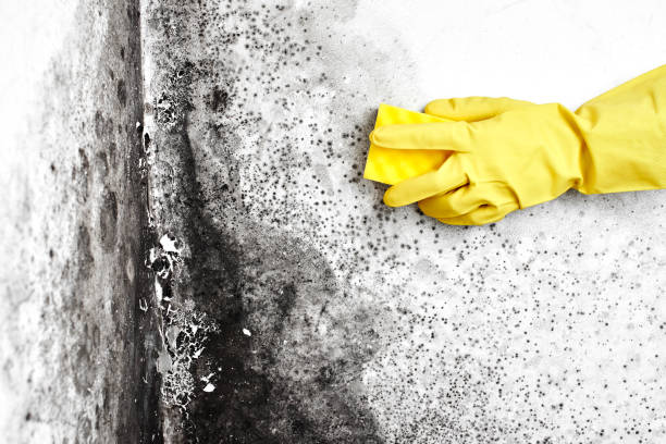 Best Mold Removal for HVAC Installations  in Vineyards, FL