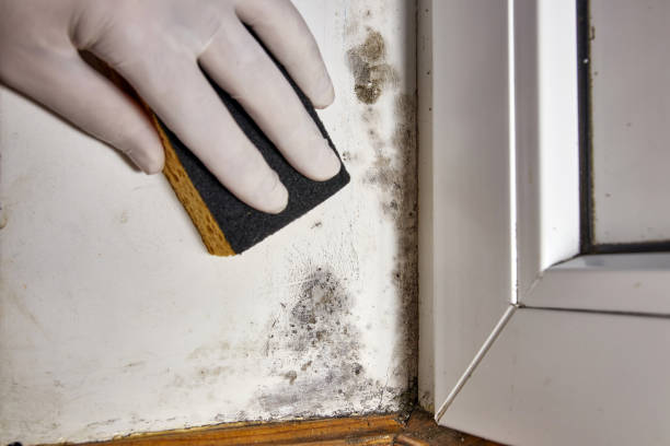  Vineyards, FL Mold Removal Pros